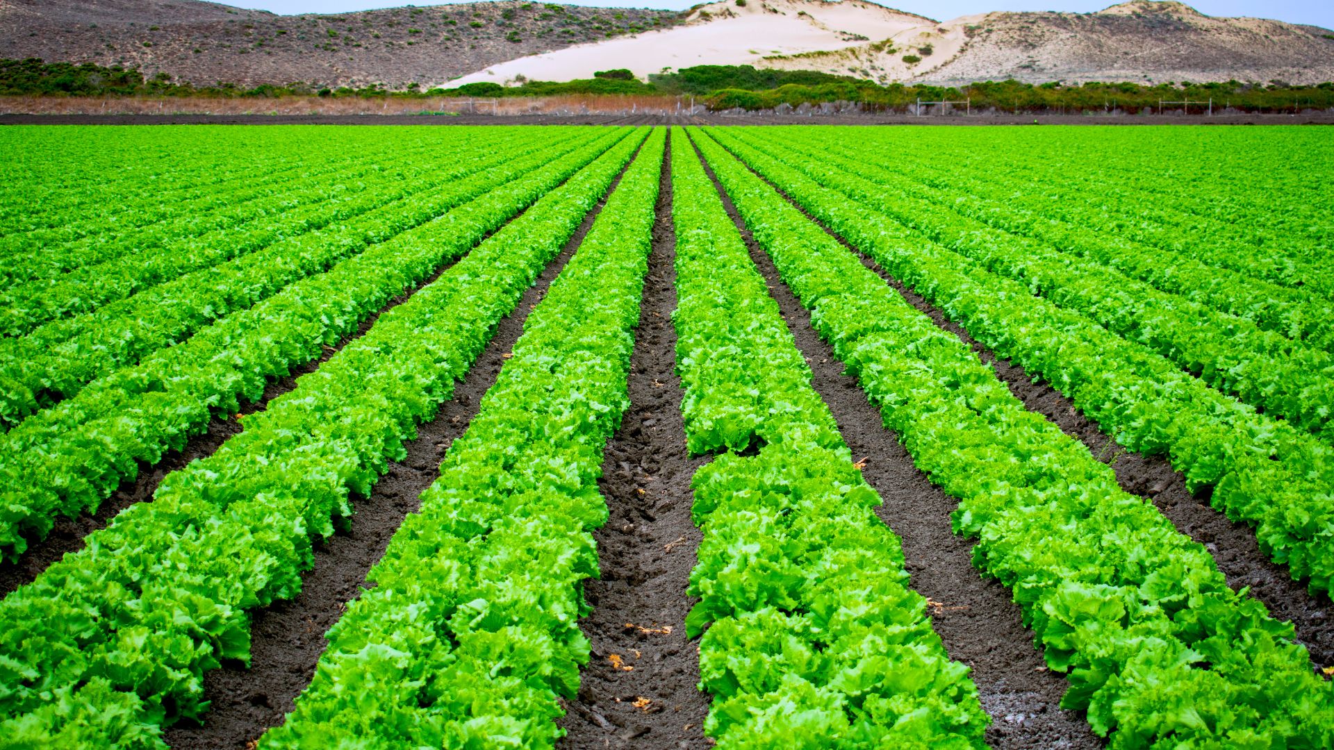 Estratégias de SEO para sites agro que atraem produtores e compradores