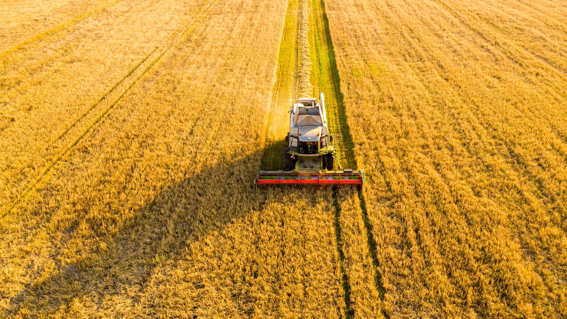 Google Ads para o setor agro: segmentação por região e tipo de cliente